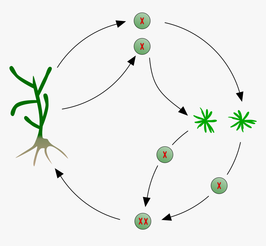 Kelp Life Cycle - Life History Of Kelps, HD Png Download