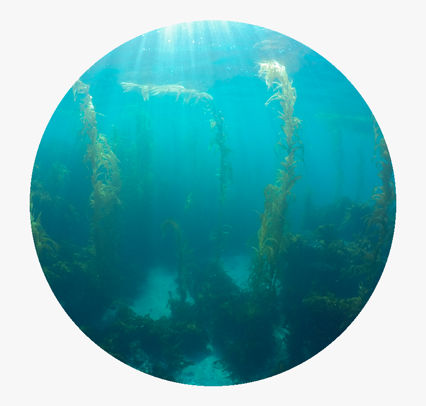 Circle, HD Png Download