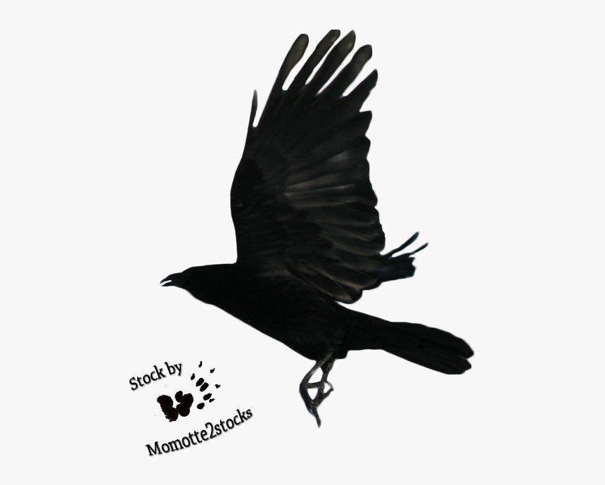 Flying Crow Png Black And Whi - Raven Flying, Transparent Png