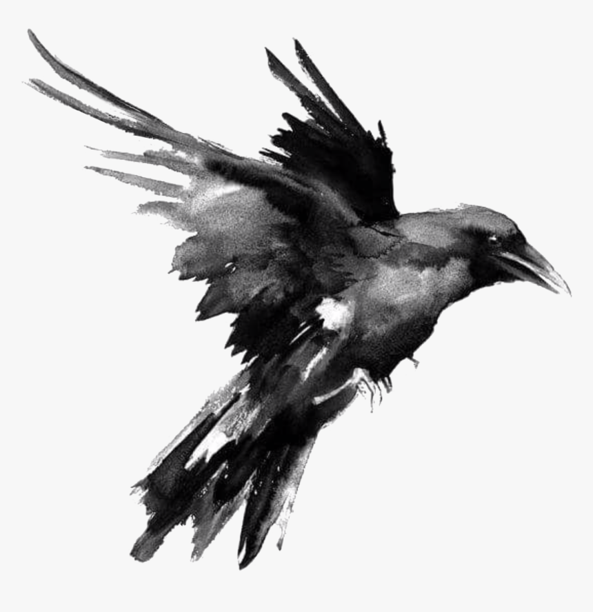 Raven Png - Black And White Raven Art, Transparent Png
