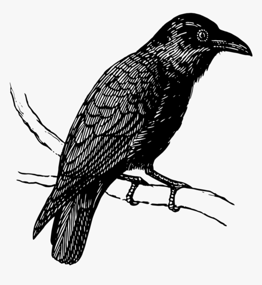 Mq Black Raven Birds Bird Flying - Crow, HD Png Download