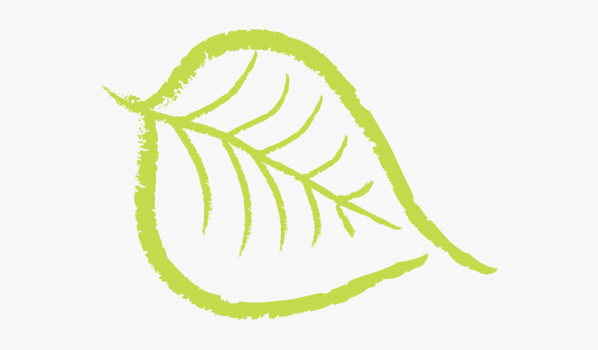 Nuts Drawing Cashew - Bodhi Tree Leaf Png, Transparent Png
