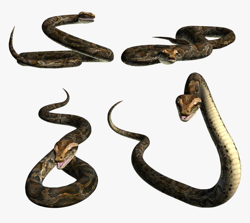 Download And Use Snake Png Image Without Background - Picsart Snake Png Hd, Transparent Png