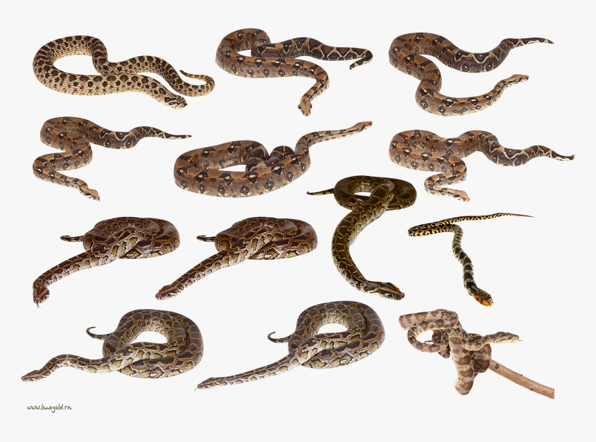 Snakes Png, Transparent Png