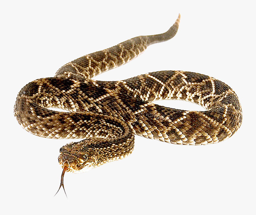 Eastern Diamondback Rattlesnake - Rattlesnake Png, Transparent Png