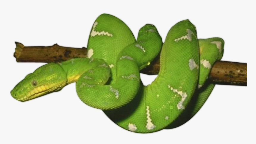 Transparent Cute Snakes Clipart - Green Snake Transparent Background, HD Png Download