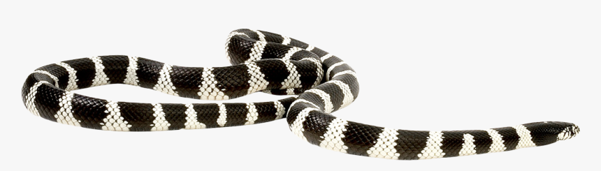 Snake Png Transparent Image - Long Snake Png, Png Download