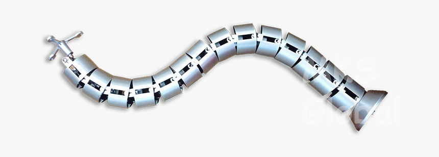 Zophobas Morio, HD Png Download