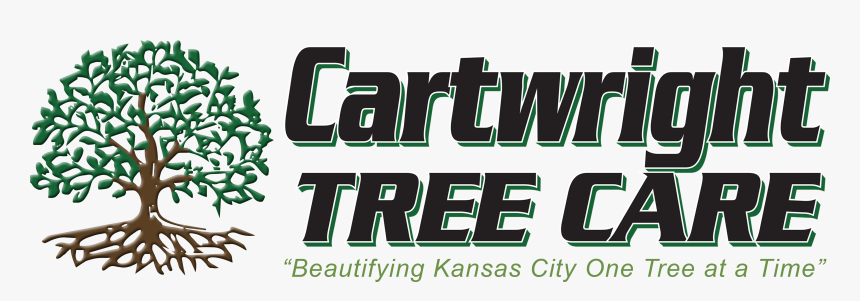 Tree, HD Png Download