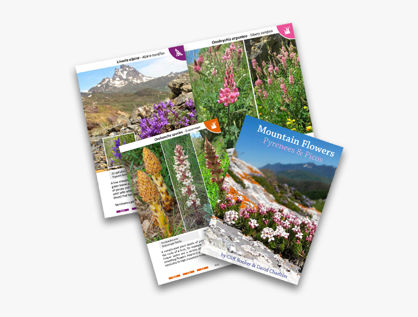 Alpine Flower Book For The Dolomites - Valerian, HD Png Download