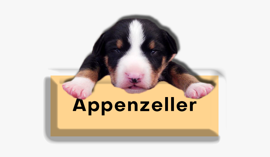 Pups - Appenzeller Sennenhund, HD Png Download
