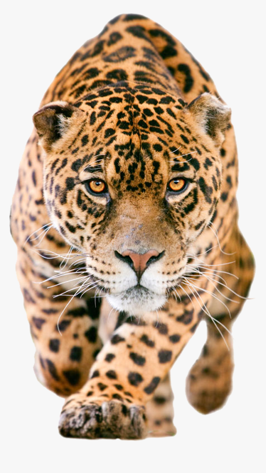 Jaguar Paw Clipart - Jaguar Png, Transparent Png