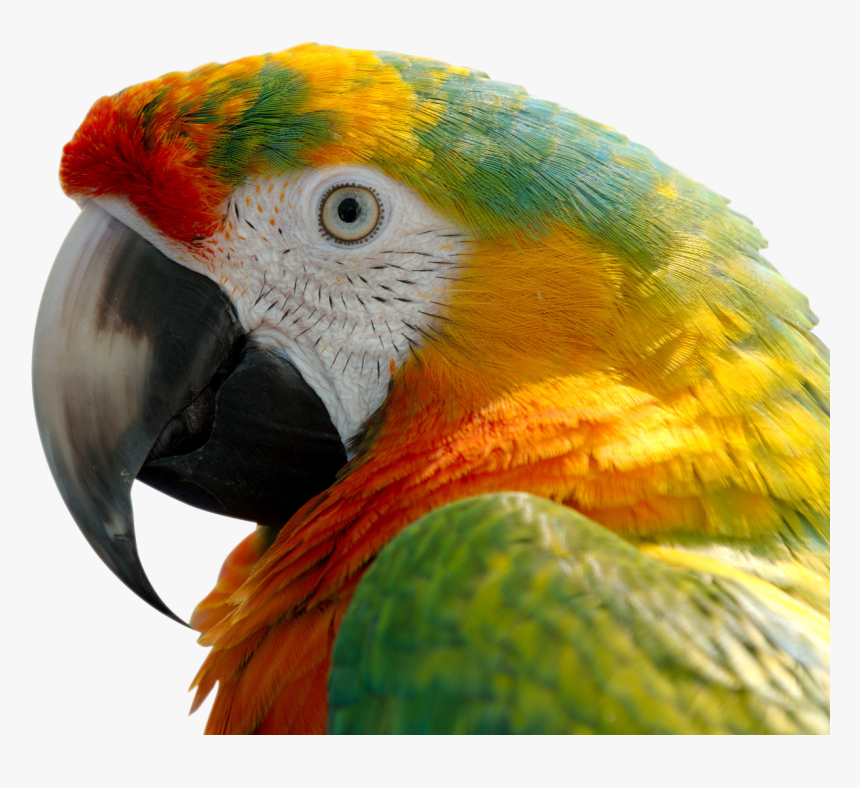 Macaw Png Image - Colorful Macaw Parrot, Transparent Png