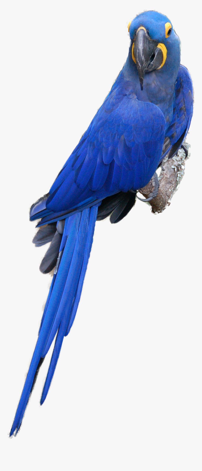 Pixel 1384x2511, Png V - Hyacinth Macaw Clipart, Transparent Png