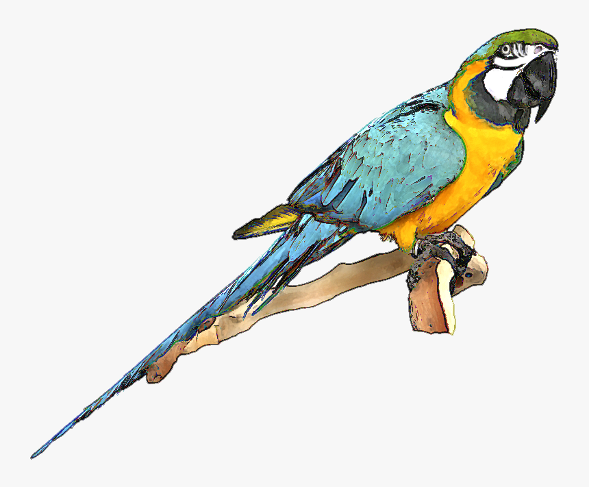 Blue And Gold Macaw Clipart - Blue And Gold Macaw Png, Transparent Png