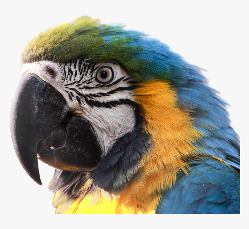 Ara Parrot Bird Free Photo - Macaw Head Png, Transparent Png