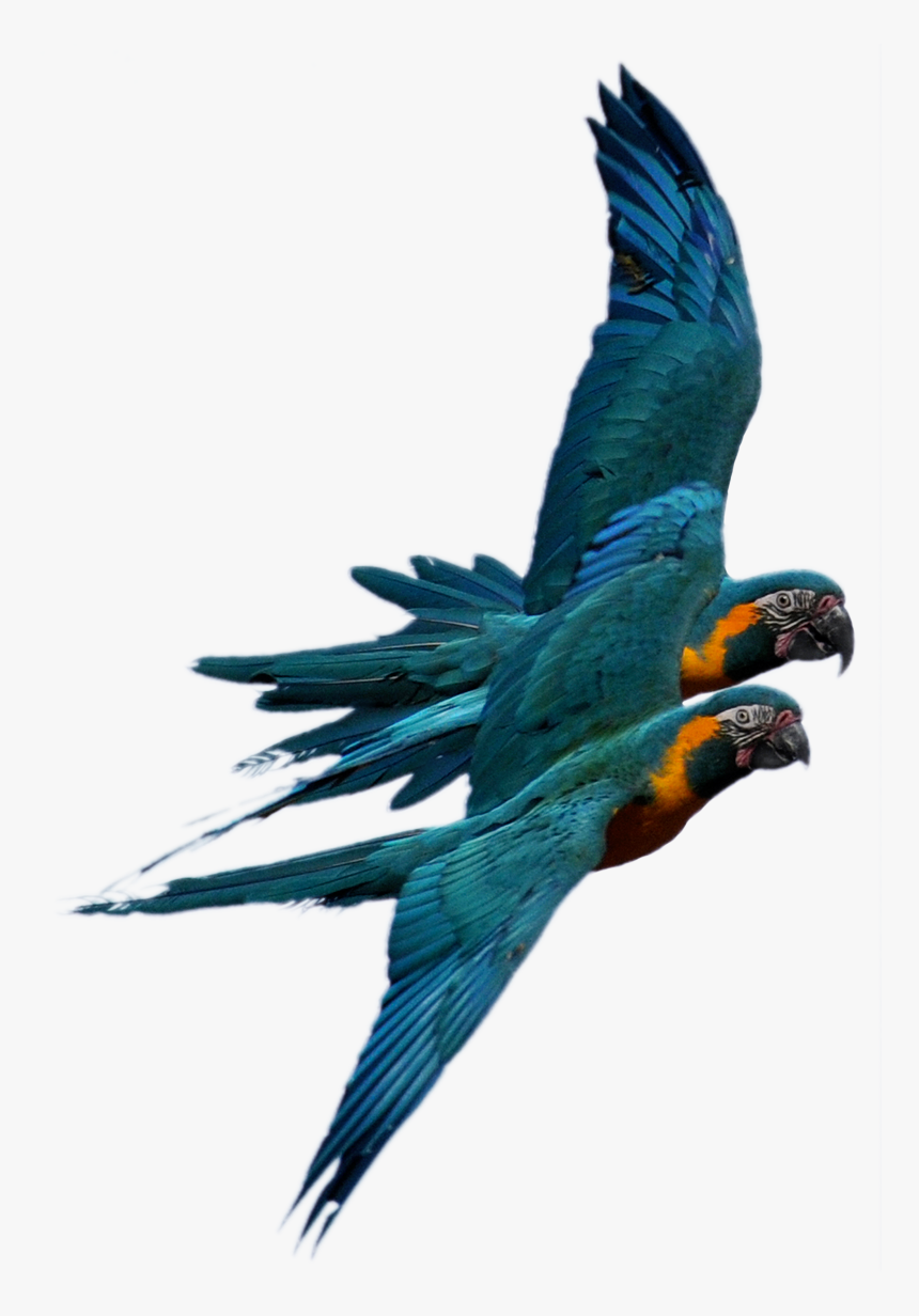Macaw, HD Png Download