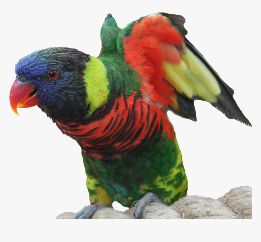 Isolated, Parrot, Bird, Macaw, Wing, Feather, Tropics - นก แก้ว Png, Transparent Png