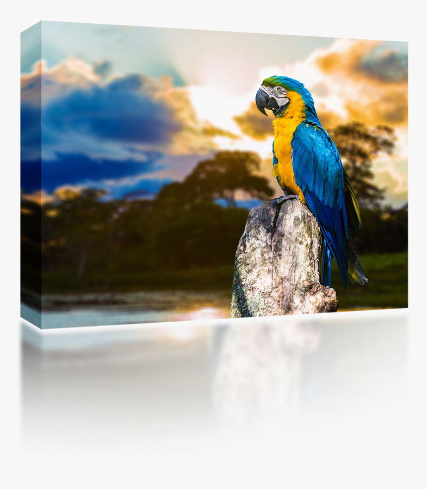 Parrots, HD Png Download