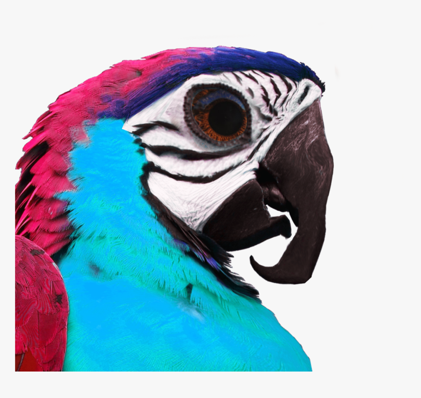 Umphsothegreater Birb Profile - Macaw, HD Png Download