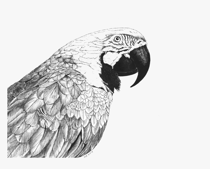 Macaw Png, Transparent Png