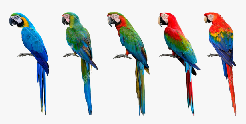 Wild Green Wing Macaw, HD Png Download