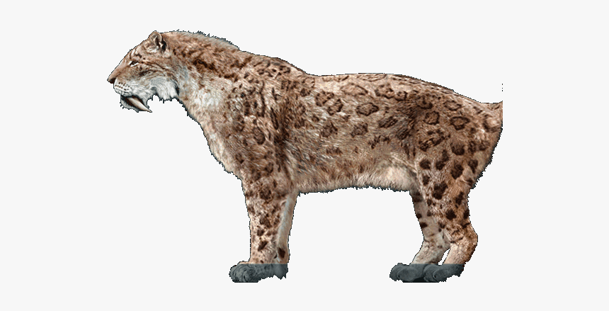 گربه های ماقبل تاریخ, HD Png Download