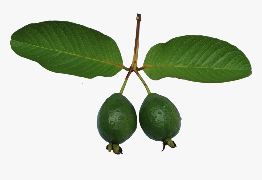 Jambu Biji Guava Leaf Free Photo - Guava, HD Png Download