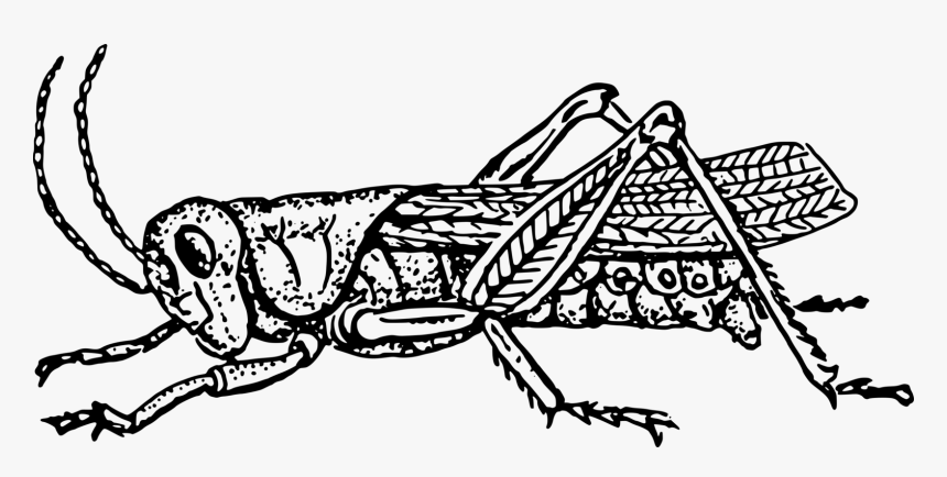 Art,monochrome Photography,carnivoran - Grasshopper In Black And White, HD Png Download