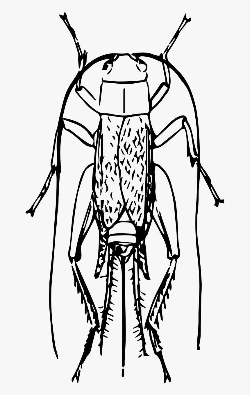 Orthoptera, HD Png Download