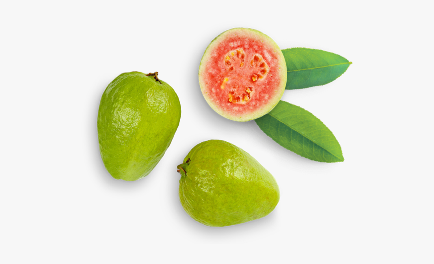 Guava Fruit Tree Png - Guava Hd, Transparent Png