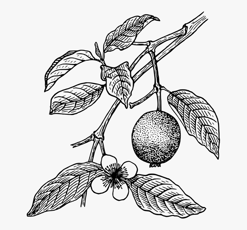 Guava Plant Clipart Black And White, HD Png Download