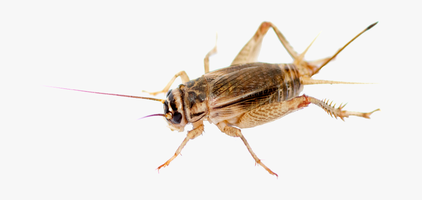 Band Winged Grasshoppers, HD Png Download