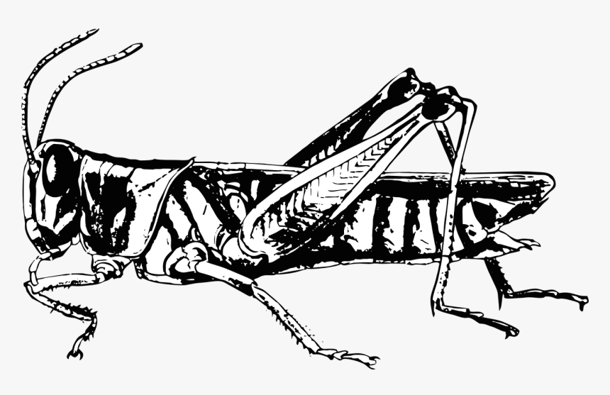 Grasshopper Bug Insect Free Photo - Pronotum Locust, HD Png Download