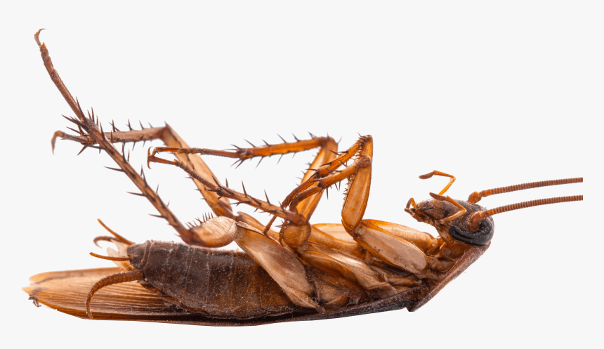 Cockroach, HD Png Download