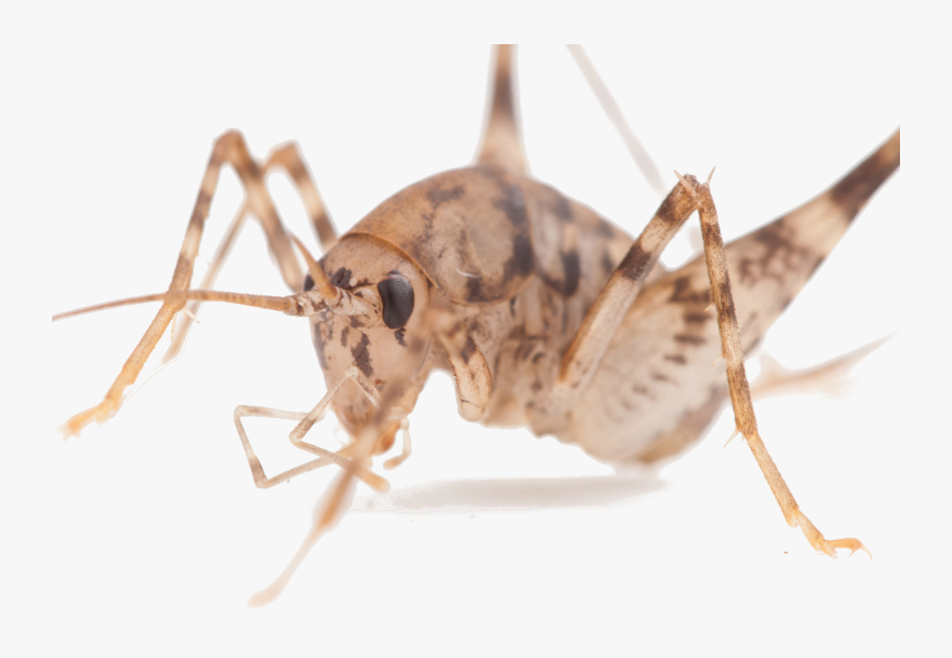 Cavecrickettiny - Cricket Species, HD Png Download