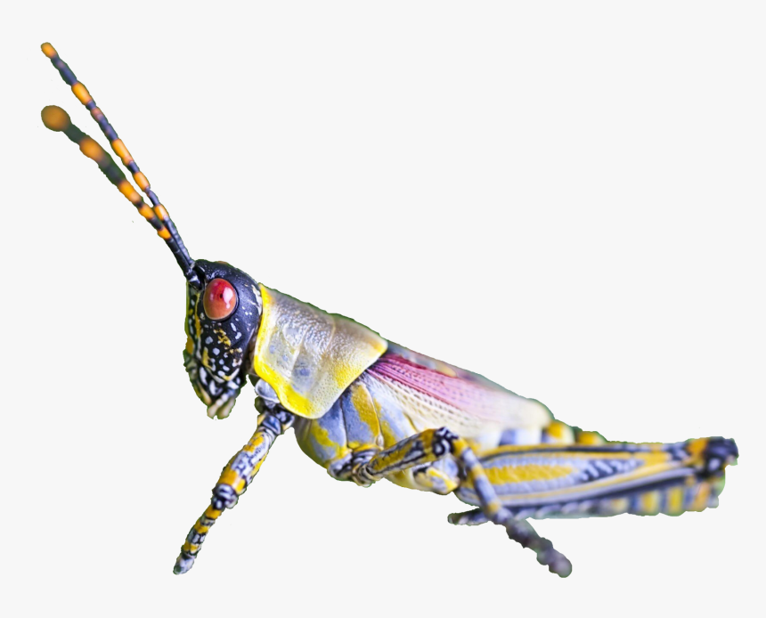 #grasshopper #insect #bug #garden #ftestickers #freetoedit - Grasshopper, HD Png Download