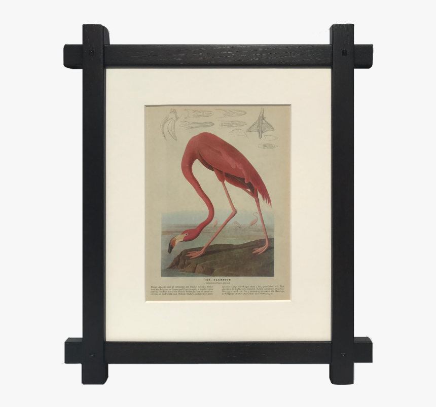 John James Audubon, HD Png Download