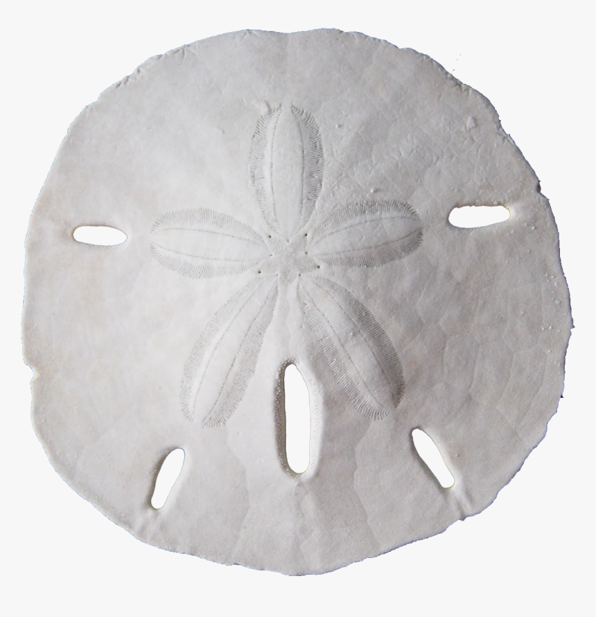 Sand Dollar Png, Transparent Png