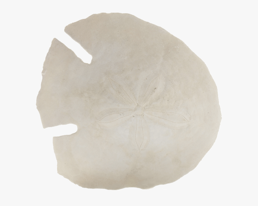 Transparent Sand Dollar Png - Sand Dollar, Png Download