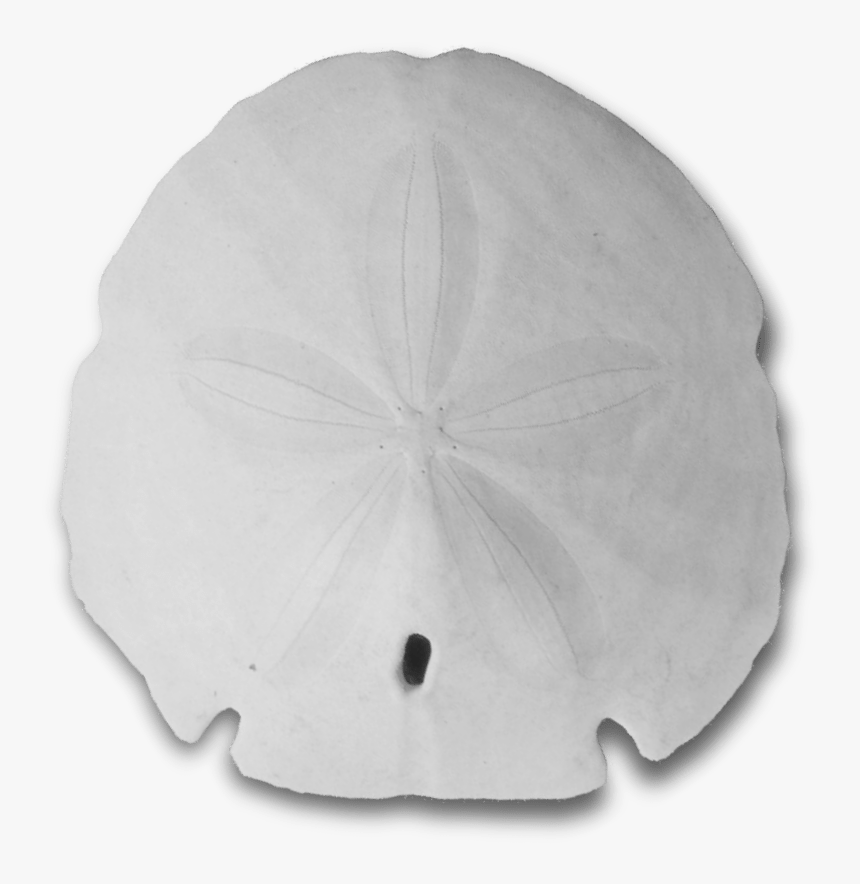 Sand Dollar, HD Png Download