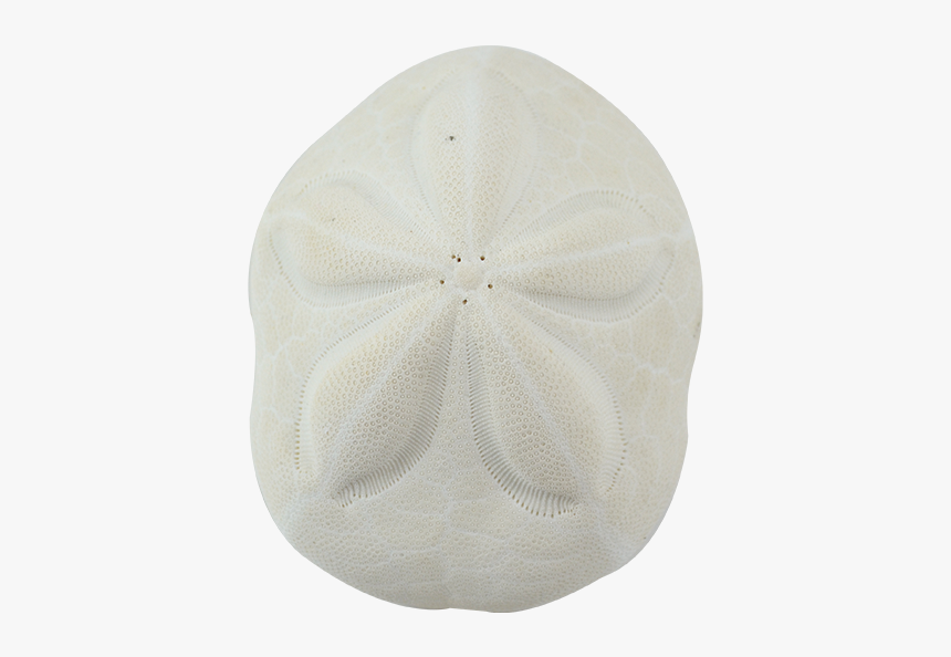 Sand Dollar, HD Png Download
