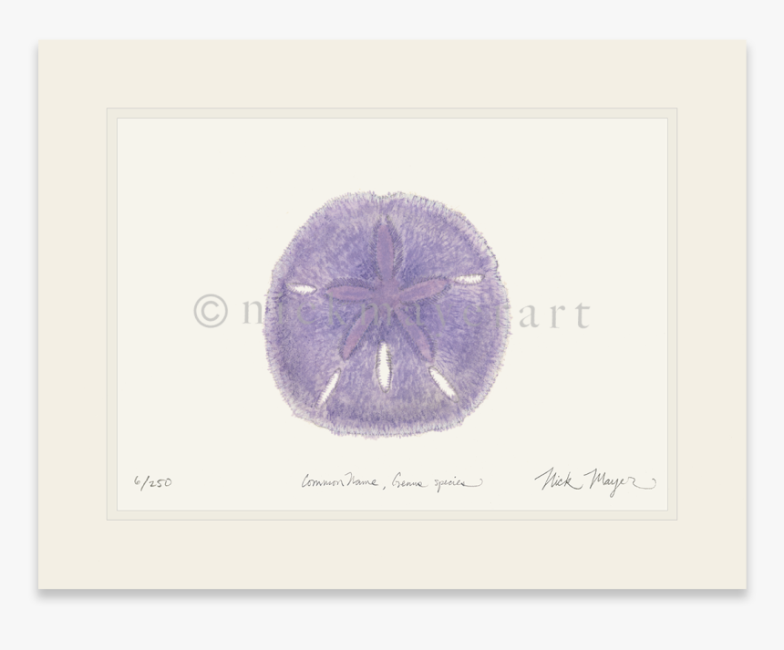 Purple Sand Dollar - Sand Dollar, HD Png Download