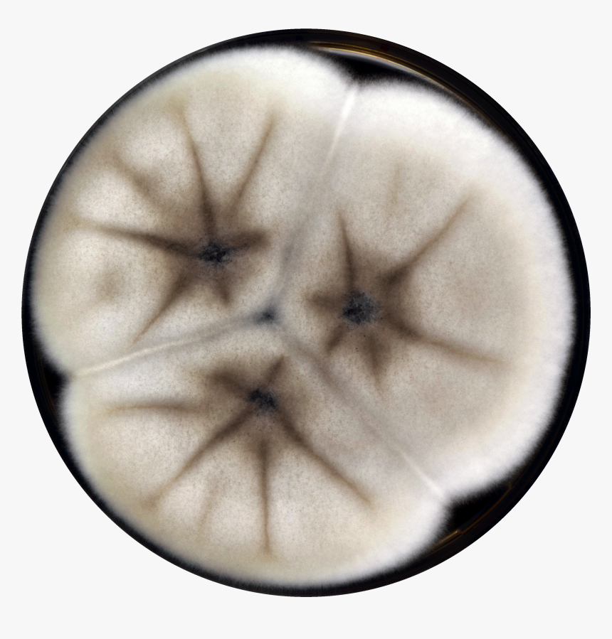 Transparent Sand Dollar Png - Circle, Png Download