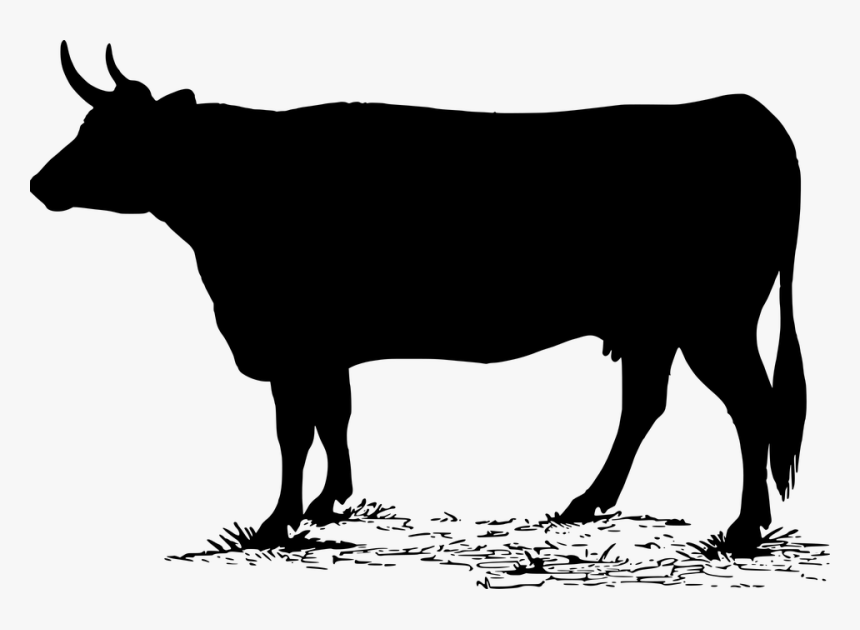 Vaca, Silueta, Animales, Granja, Negro, Lácteos, Ordeño - Calf Black White Contour, HD Png Download