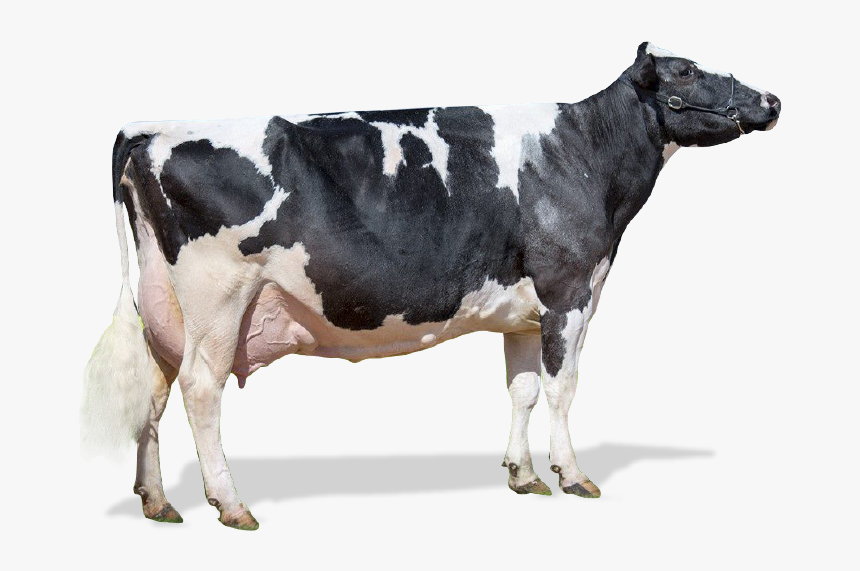 Dairy Cow, HD Png Download