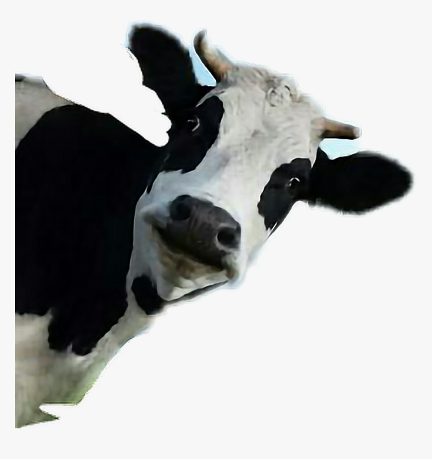 Transparent Vaca Clipart - Funny Cow Transparent Background, HD Png Download