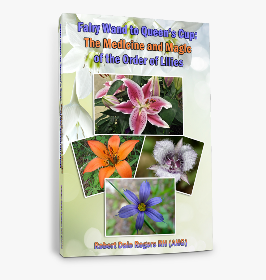 Lily, HD Png Download