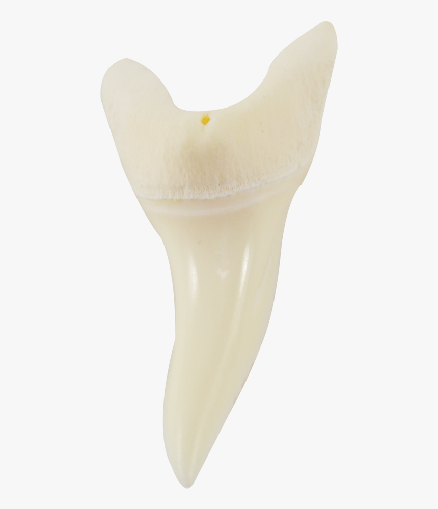 Shark Teeth - Starfish, HD Png Download