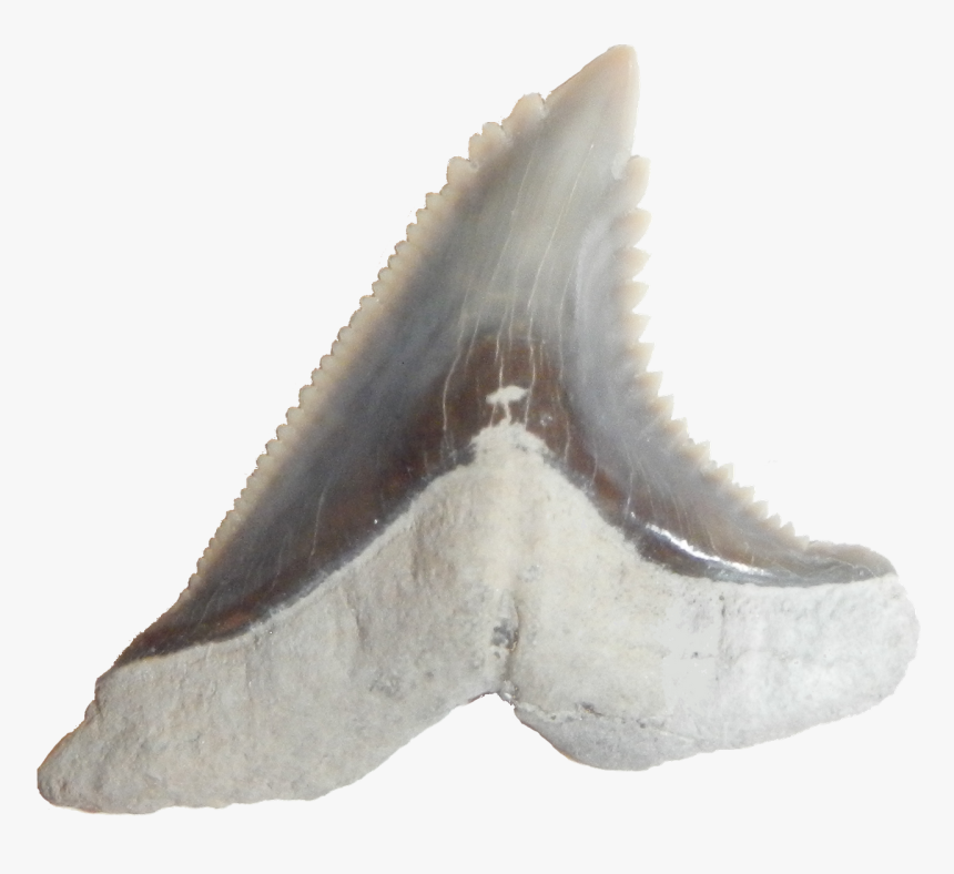 Hemipristis Serrra Latlin - Pacific Sturgeon, HD Png Download